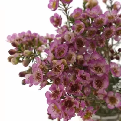 Voskáč UNCINATUM PURPLE STAR 70 cm / 40 g 