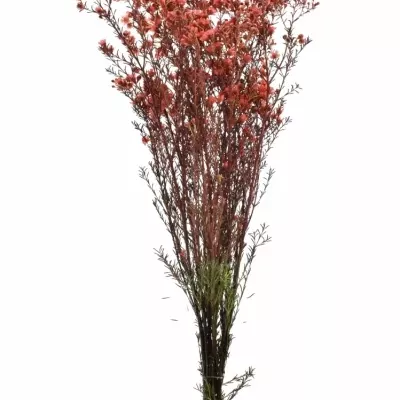 Chamelaucium RED 60cm