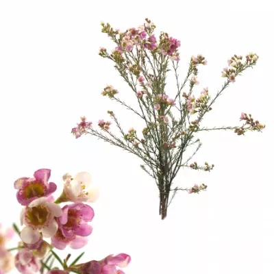 CHAMELAUCIUM REVELATION 60cm/26g 