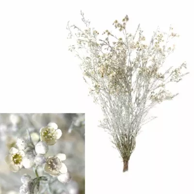 Chamelaucium SILVER 70cm/28g