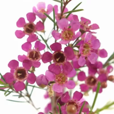 Voskáč UNCINATUM GRAND JUPITER 60 cm / 40g