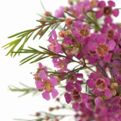 Chamelaucium UN GRAND JUPITER