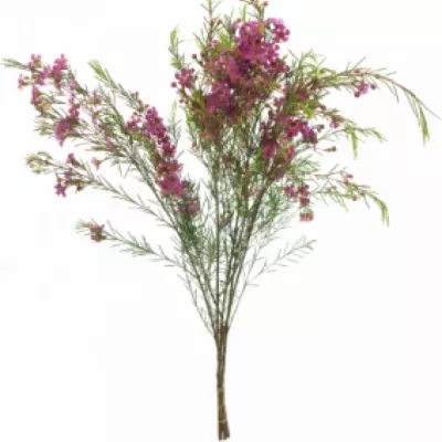 Chamelaucium UN GRAND JUPITER