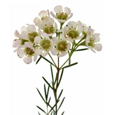 CHAMELAUCIUM UN JUPITER MOON