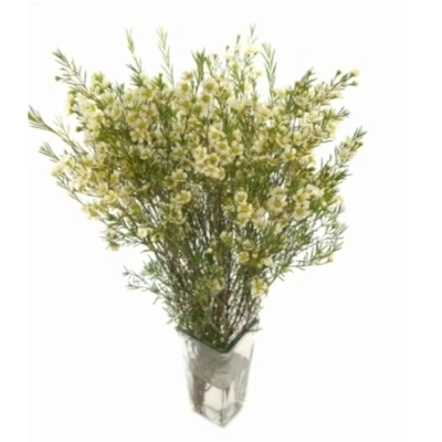 CHAMELAUCIUM UN MAJESTIC WHITE