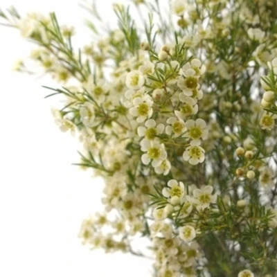 CHAMELAUCIUM UN OFIR