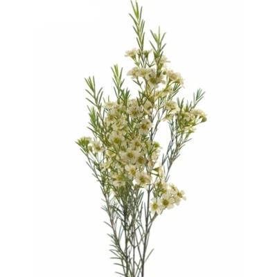 CHAMELAUCIUM UN OFIR