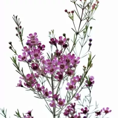 Voskáč UNCINATUM PRINCE 60cm/20g