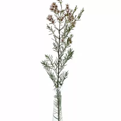 Chamelaucium UN ROMI 40cm/15g