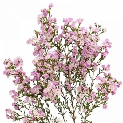 Voskáč UNCINATUM GISELLE 70 cm / 90 g