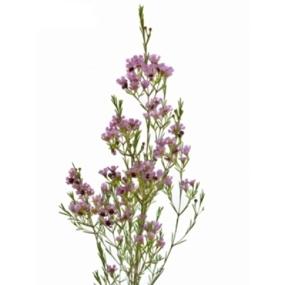 Chamelaucium UNCINATUM HILI