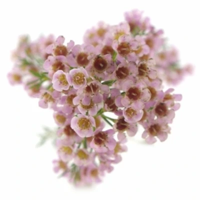 CHAMELAUCIUM UNCINATUM WENDY ROSE