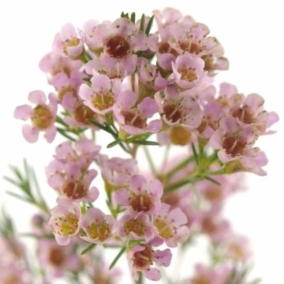 CHAMELAUCIUM UNCINATUM WENDY ROSE