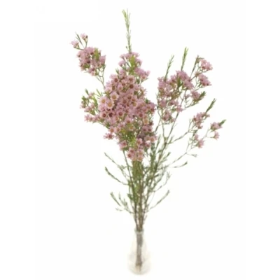 CHAMELAUCIUM UNCINATUM WENDY ROSE