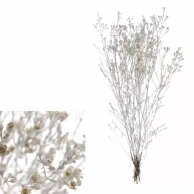 CHAMELAUCIUM WHITE glitters 70cm/55g