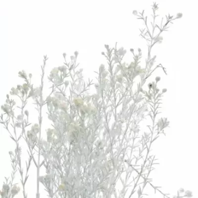 Chamelaucium White