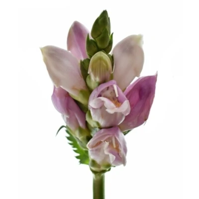 Želvice OBLIQUA 65cm