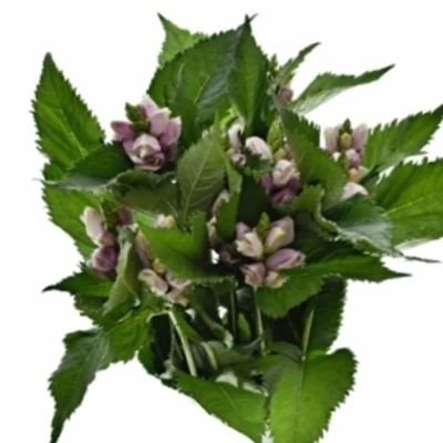 Chelone OBLIQUA 60cm