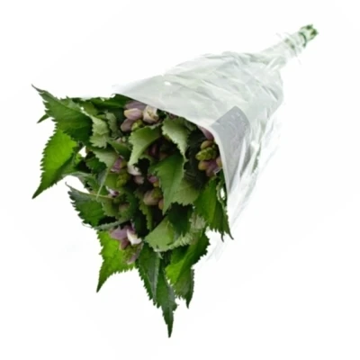 Chelone OBLIQUA 60cm