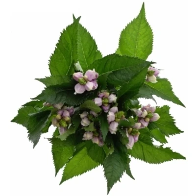 Chelone OBLIQUA 60cm