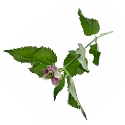 Chelone OBLIQUA 60cm