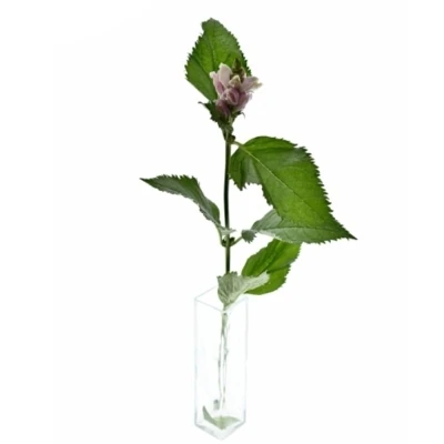 Chelone OBLIQUA 60cm