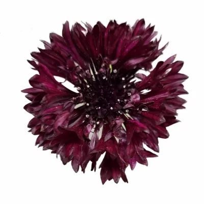 Chrpa CYANUS BLACK BALL 60cm