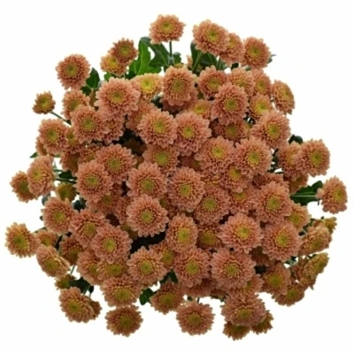 Chrysanhema SAN ELLISON SALMON