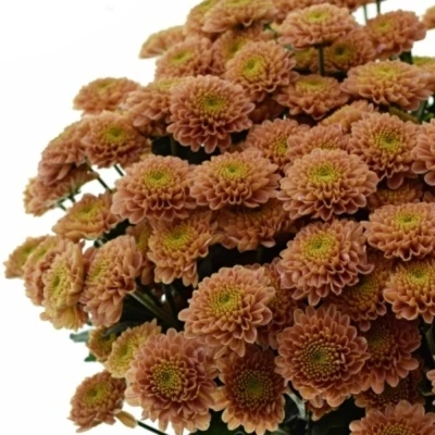 Chrysanhema SAN ELLISON SALMON