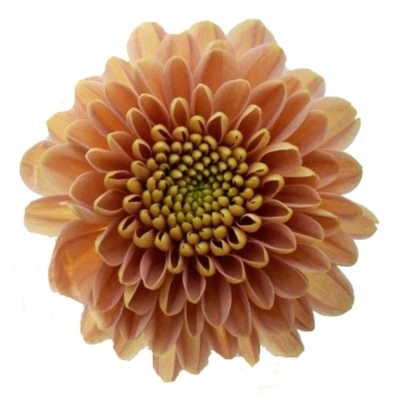 Chrysanhema SAN ELLISON SALMON