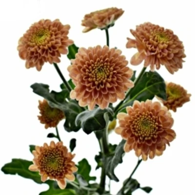 Chrysanhema SAN ELLISON SALMON