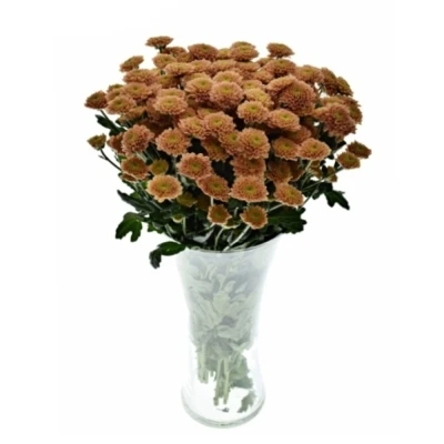 Chrysanhema SAN ELLISON SALMON