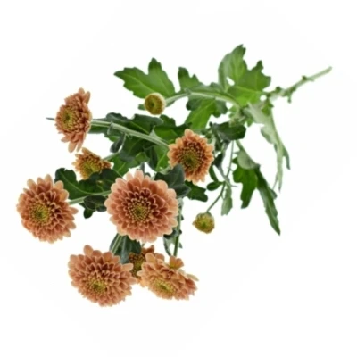 Chrysanhema SAN ELLISON SALMON