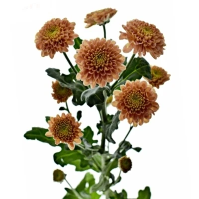 Chrysanhema SAN ELLISON SALMON