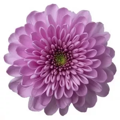 Chrysantéma  G KSENIA 70g