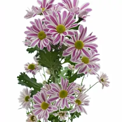 Chryzantéma T STRIPY 75g