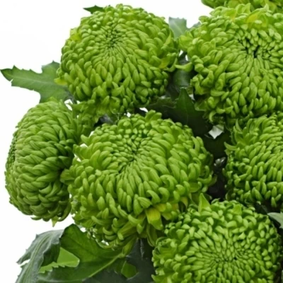 Chrysantéma G BOMBELLINI