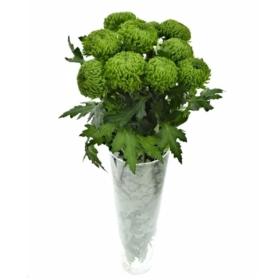 Chrysantéma G BOMBELLINI