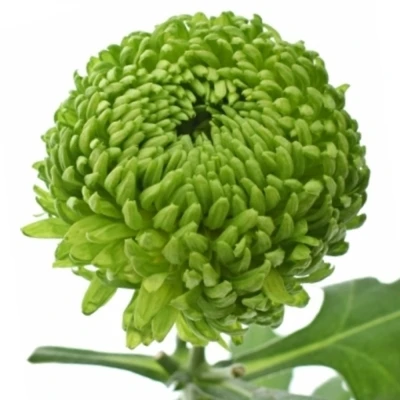 Chrysantéma G BOMBELLINI