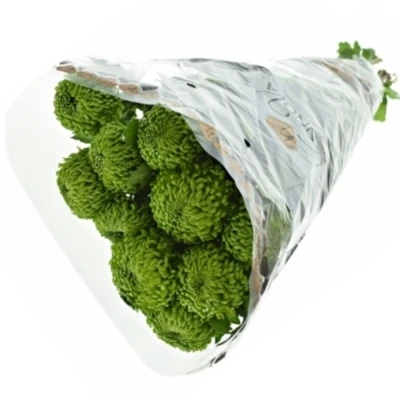 Chrysantéma G BOMBELLINI