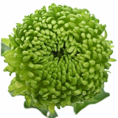 Chrysantéma G BOMBELLINI