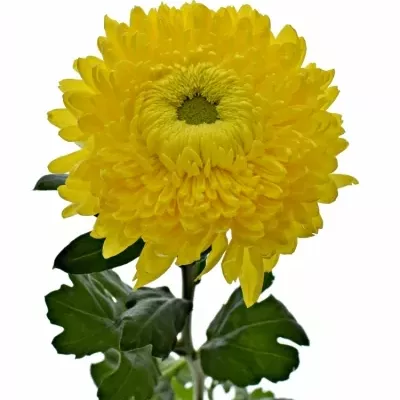 Chrysantéma G CREAMIST GOLDEN 75g