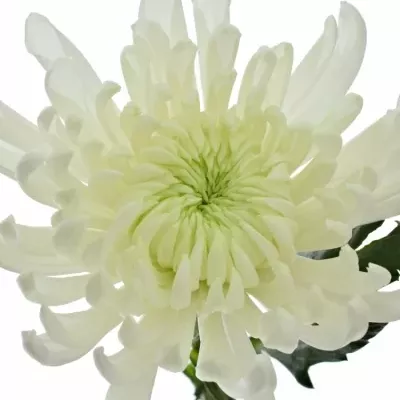 Chrysantéma G FALCON 90g