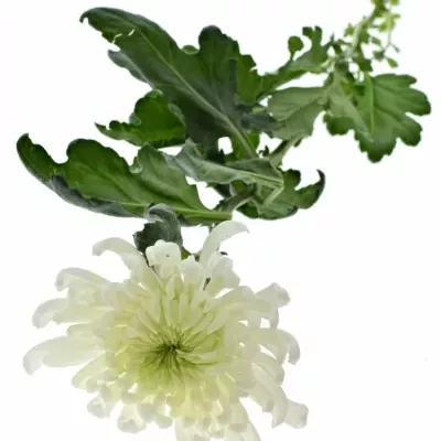 Chrysantéma G FALCON 90g