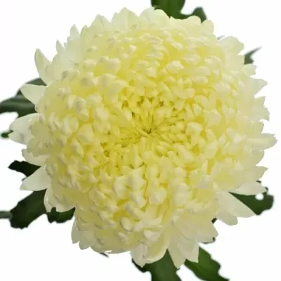 Chrysantema G FRED SHOESMITH 95g