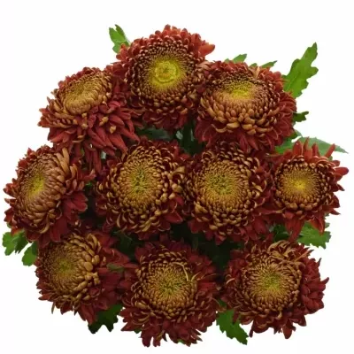 Chrysantéma G HANENBURG 85g