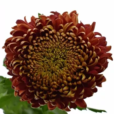 Chrysantéma G HANENBURG 85g