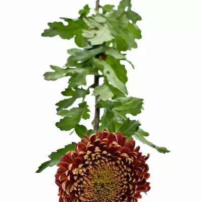 Chrysantéma G HANENBURG 85g