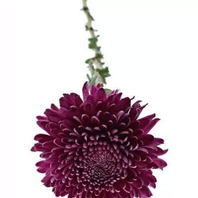 Chrysantéma G REGALM PURPER 65g