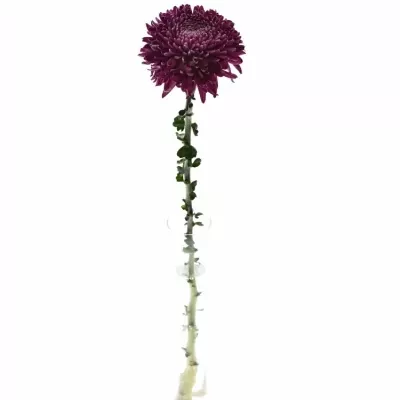 Chrysantéma G REGALM PURPER 65g